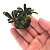 Буцефаландра Красная мини, в горшочке (Bucephalandra Red mini)